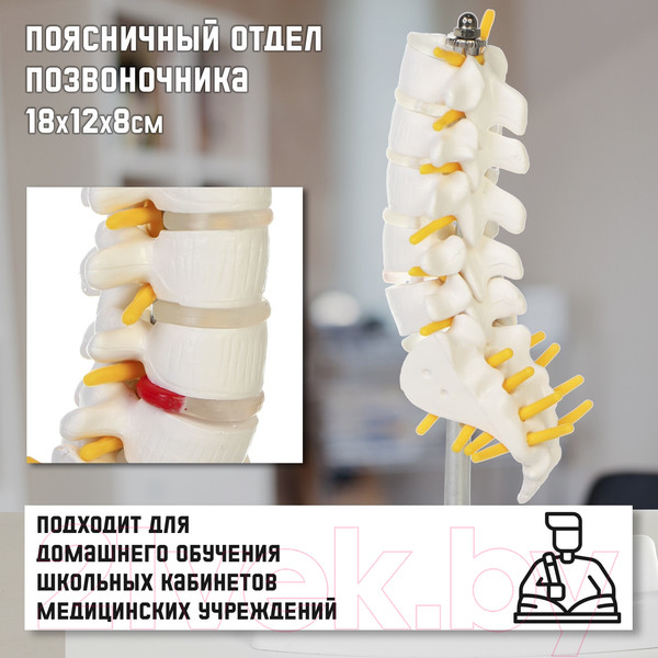 Изображение товара Анатомическая модель Sima-Land Поясничный отдел позвоночника / 10105444