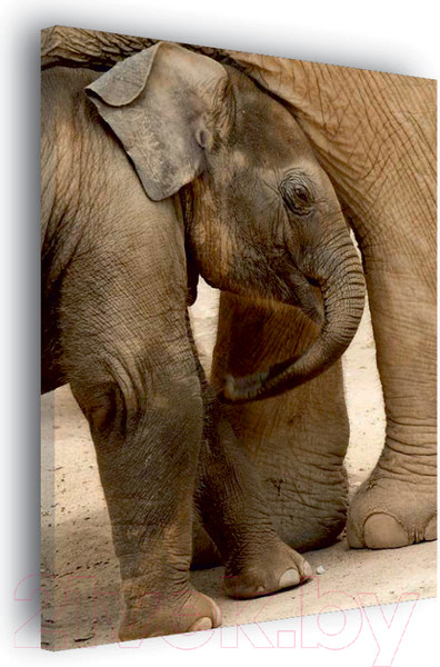 Изображение товара Картина Stamprint Слоны AM004 (85x60см)