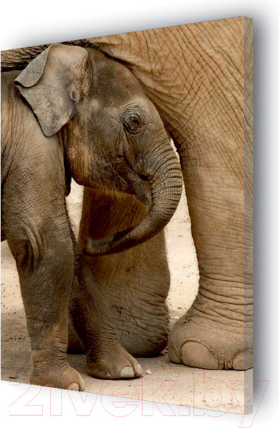 Изображение товара Картина Stamprint Слоны AM004 (85x60см)