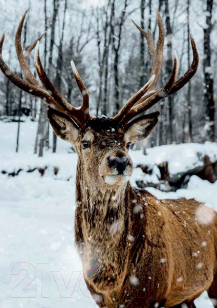 Изображение товара Картина Stamprint Зимний олень AM006 (85x60см)