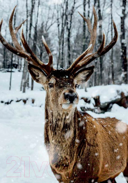 Изображение товара Картина Stamprint Олень АT018 (85x60см)