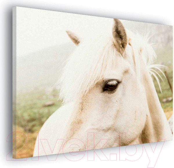 Изображение товара Картина Stamprint Белая лошадь AM007 (80x100см)