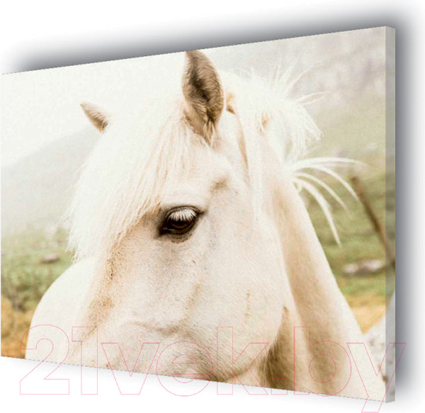 Изображение товара Картина Stamprint Белая лошадь AM007 (80x100см)