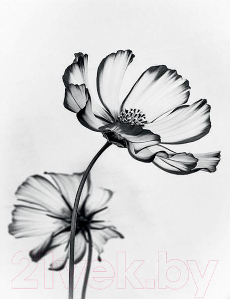 Изображение товара Картина Stamprint Черные цветы 2 TR015 (45x35см)