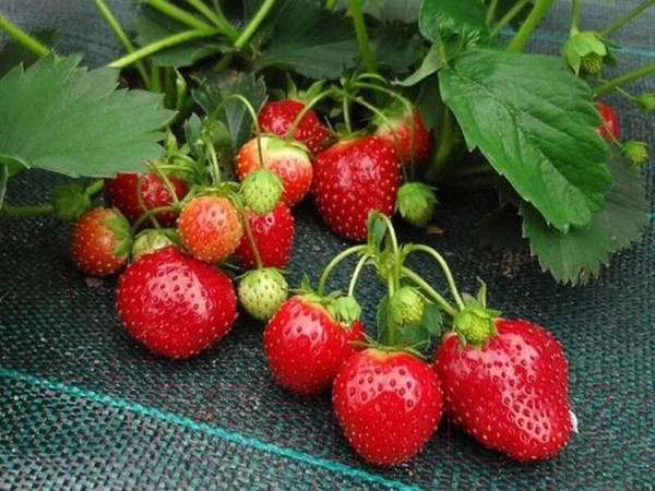 Изображение товара Укрывной материал Lanex Агроткань РП 1.60х5м / 7603 (черный)