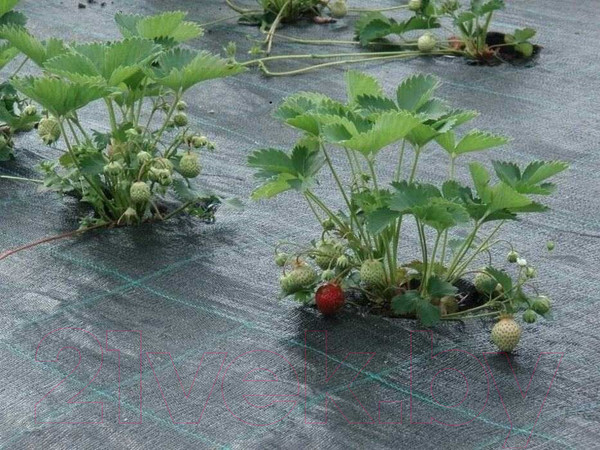 Изображение товара Укрывной материал Lanex Агроткань РП 1.60х5м / 7603 (черный)