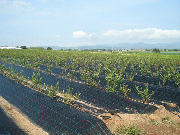 Изображение товара Укрывной материал Lanex Агроткань РП 1.60х5м / 7603 (черный)