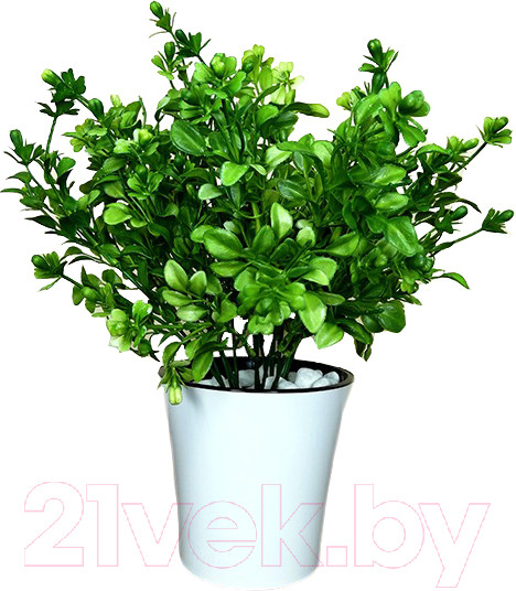 Изображение товара Искусственное растение ForGarden Самшит в белом горшке / BN10854