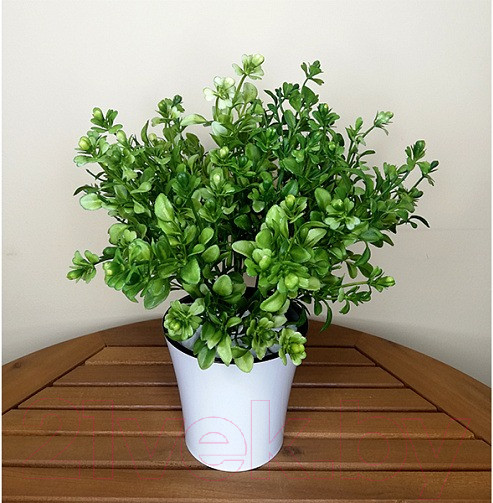 Изображение товара Искусственное растение ForGarden Самшит в белом горшке / BN10854