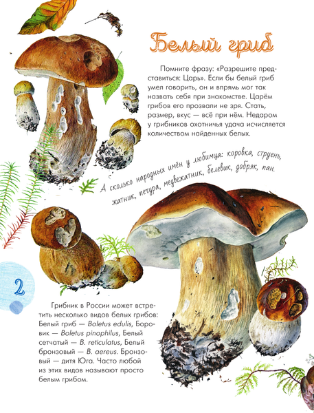 Изображение товара Энциклопедия АСТ Грибы в лесу, твердая обложка (Уханова Ирина)