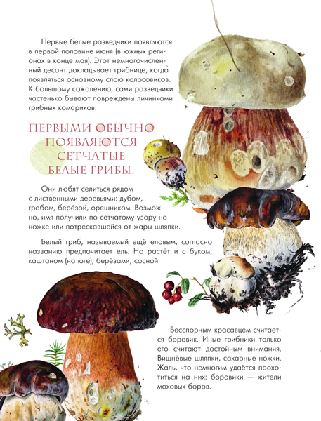 Изображение товара Энциклопедия АСТ Грибы в лесу, твердая обложка (Уханова Ирина)