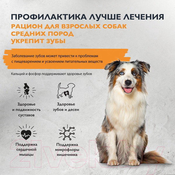 Изображение товара Сухой корм для собак Brit Care Dog Adult M Monoprotein Dental Health / 5066391 (12кг)