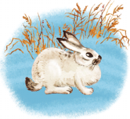 Изображение товара Книга АСТ Фомка — белый медвежонок, твердая обложка (Чаплина Вера)