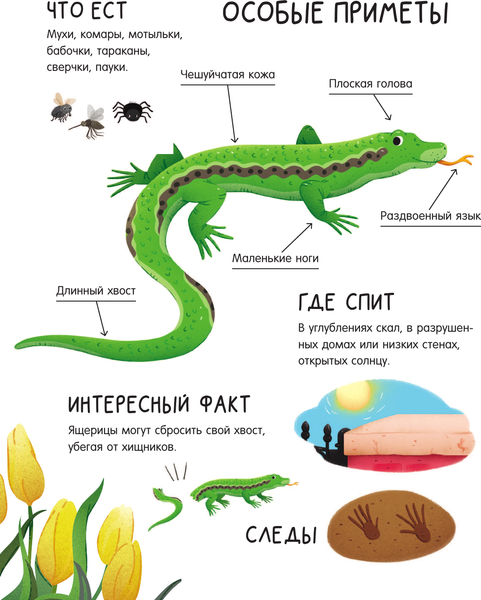 Изображение товара Энциклопедия АСТ Городские животные, твердая обложка (Цоппи Лоретта)