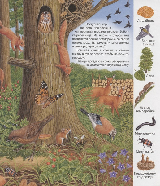 Изображение товара Развивающая книга Улыбка В лесу / 9785889445289