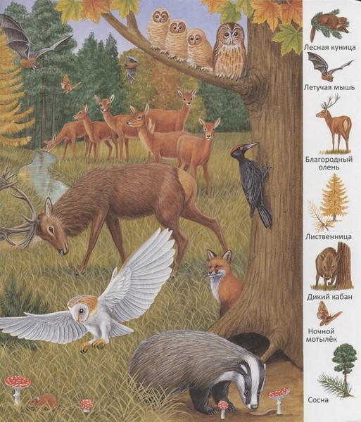 Изображение товара Развивающая книга Улыбка В лесу / 9785889445289