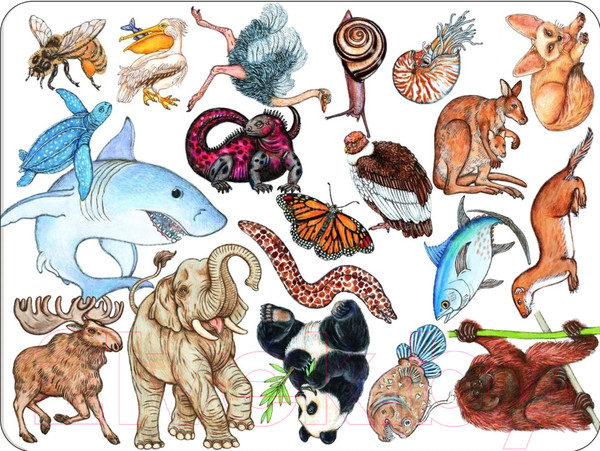 Изображение товара Настольная игра Djeco Занимач / 05153