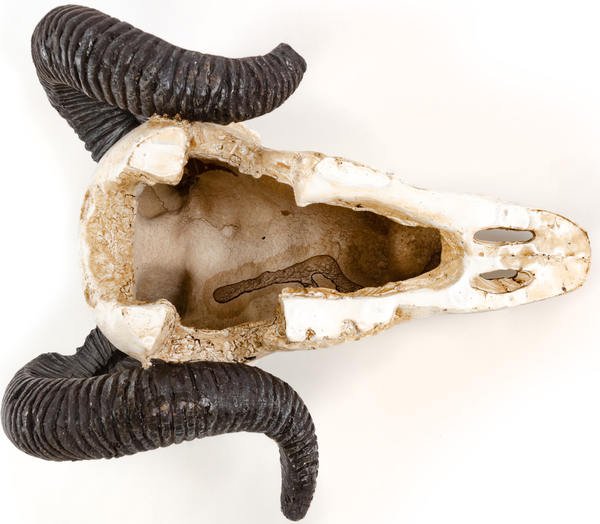 Изображение товара Декорация для аквариума Exoprima Череп барана / 41174/EP