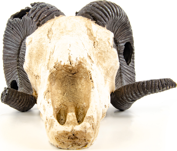 Изображение товара Декорация для аквариума Exoprima Череп барана / 41174/EP