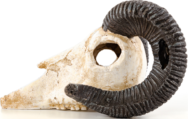 Изображение товара Декорация для аквариума Exoprima Череп барана / 41174/EP