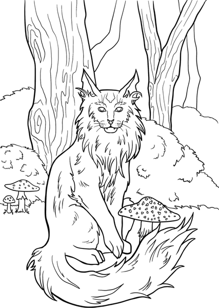 Изображение товара Раскраска-антистресс АСТ Тайны темного леса / 9785171585716 (Клеменкова Ю.)