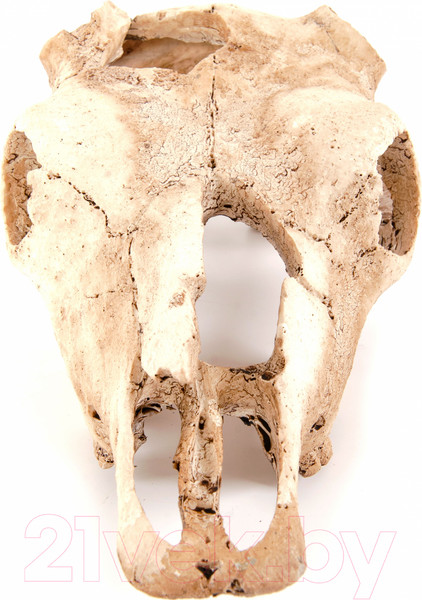 Изображение товара Декорация для аквариума Exoprima Череп буйвола / 00905/EP
