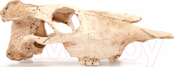 Изображение товара Декорация для аквариума Exoprima Череп буйвола / 00905/EP