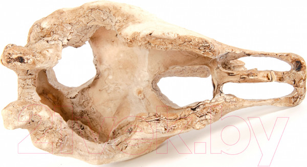 Изображение товара Декорация для аквариума Exoprima Череп буйвола / 00905/EP