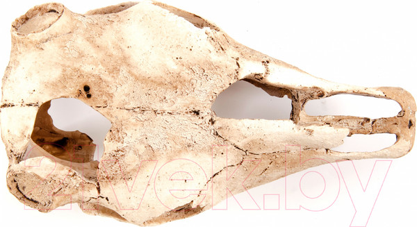 Изображение товара Декорация для аквариума Exoprima Череп буйвола / 00905/EP