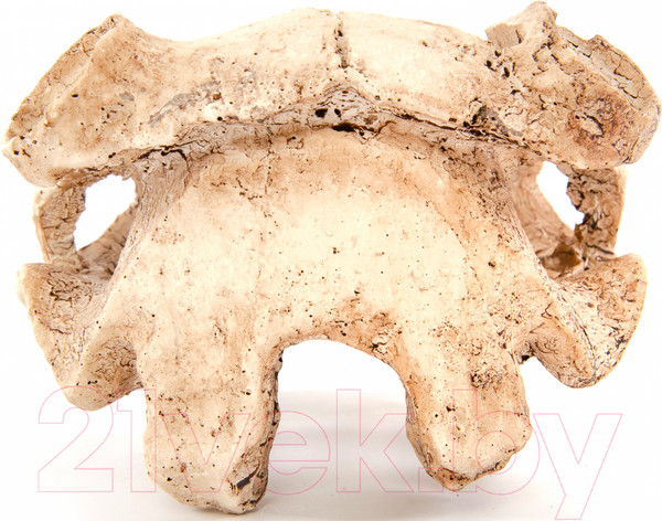 Изображение товара Декорация для аквариума Exoprima Череп буйвола / 00905/EP