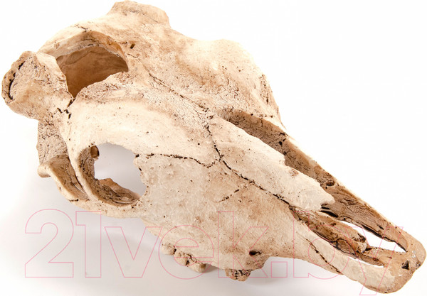 Изображение товара Декорация для аквариума Exoprima Череп буйвола / 00905/EP