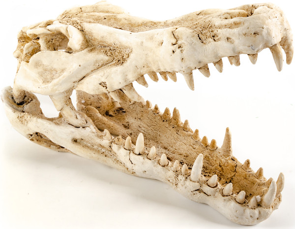 Изображение товара Декорация для аквариума Exoprima Череп крокодила / 41181/EP