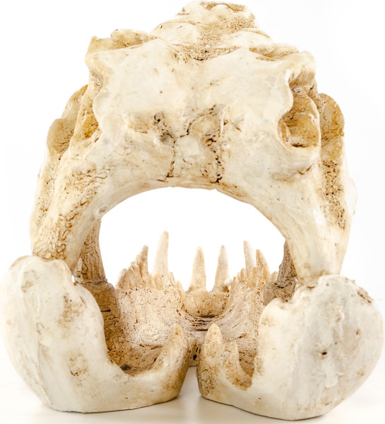 Изображение товара Декорация для аквариума Exoprima Череп крокодила / 41181/EP