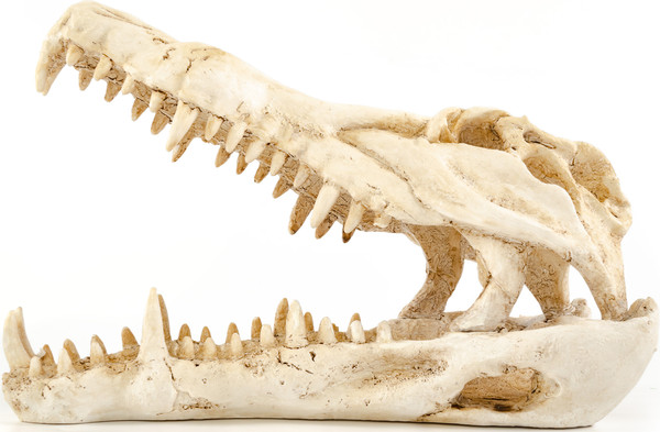 Изображение товара Декорация для аквариума Exoprima Череп крокодила / 41181/EP