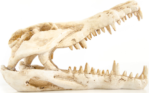 Изображение товара Декорация для аквариума Exoprima Череп крокодила / 41181/EP