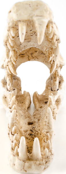 Изображение товара Декорация для аквариума Exoprima Череп крокодила / 41181/EP
