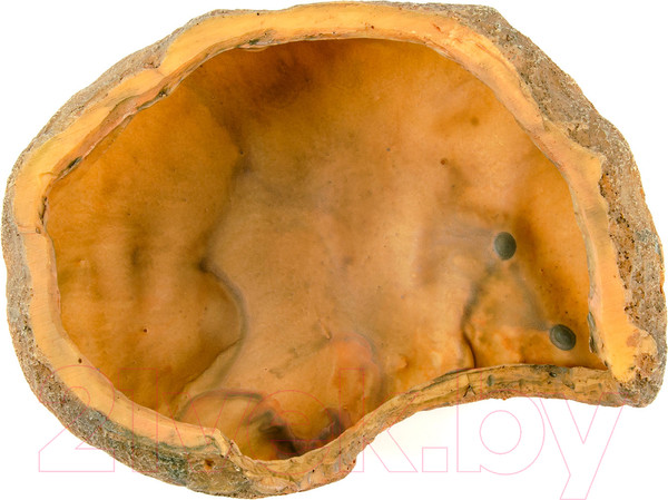 Изображение товара Декорация для террариума Exoprima Растение Укрытие Cozy Cave / 00844/EP (бежевый)