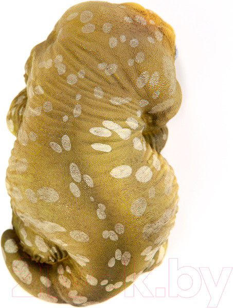 Изображение товара Фигурка коллекционная Exoprima Геккон / 26344/AH (зеленый/белый)