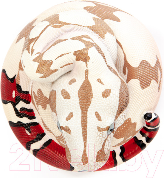 Изображение товара Фигурка коллекционная Exoprima Питон / 56355/AH (серый/красный)