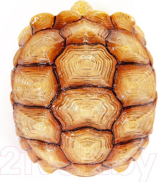Изображение товара Фигурка коллекционная Exoprima Шпороносная черепаха голова в панцыре / 56328/AH (светло-коричневый)