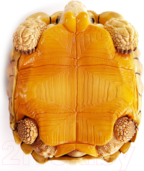 Изображение товара Фигурка коллекционная Exoprima Шпороносная черепаха голова в панцыре / 56328/AH (светло-коричневый)