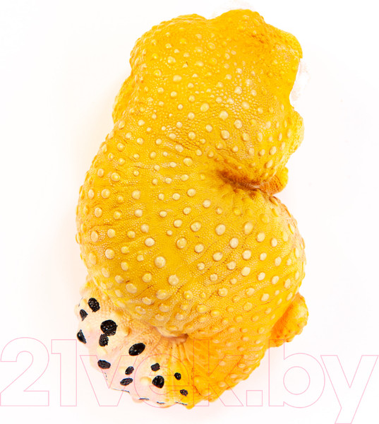 Изображение товара Фигурка коллекционная Exoprima Эублефар / 26368/AH (оранжевый)