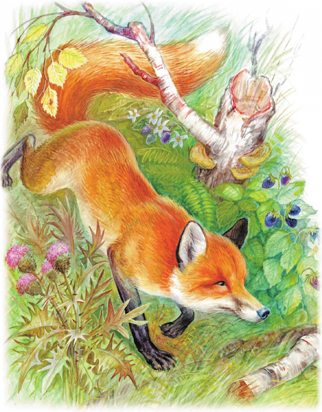 Изображение товара Книга АСТ Лиса Патрикеевна. Сказки и рассказы, твердая обложка (Ушинский Константин)