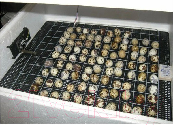 Изображение товара Решетка для инкубатора Несушка На 36 яиц Перепелиная Большая 78 ячеек №3