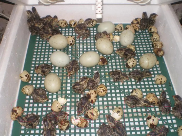 Изображение товара Решетка для инкубатора Несушка На 36 яиц Перепелиная Большая 78 ячеек №3