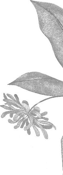 Изображение товара Набор книг Эксмо Нежный вьюнок (Бронте Ш. и др.)