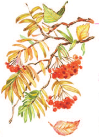 Изображение товара Книга АСТ Времена года, твердая обложка (Маршак Самуил)