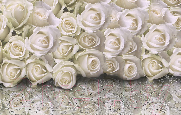 Изображение товара Фотообои листовые Citydecor Розы с каплями росы (400x254)