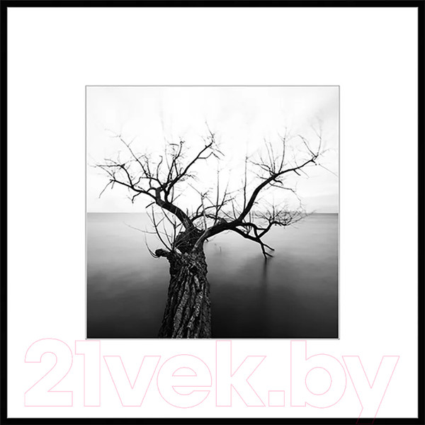 Изображение товара Картина на стекле Stamprint Природа 2 BW002 (50x50)