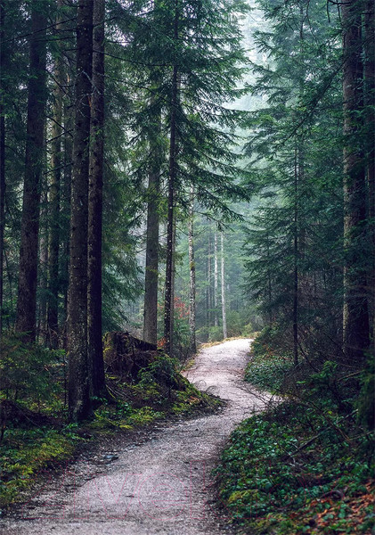 Изображение товара Картина на стекле Stamprint Свежесть хвои NT038 (100x70)